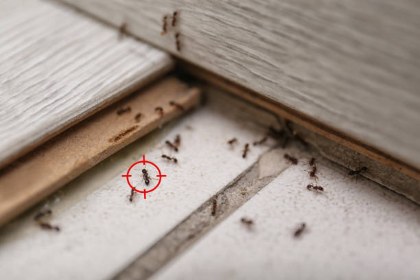 Best Ant Control Services  in Hutto, TX