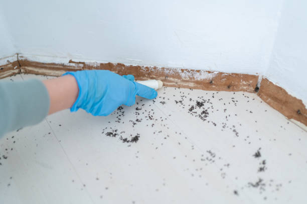 Best Pest Prevention Services  in Hutto, TX